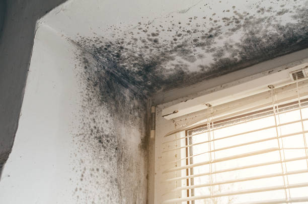 Affordable Mold Inspection And Testing solutions in Berkeley Heights, NJ